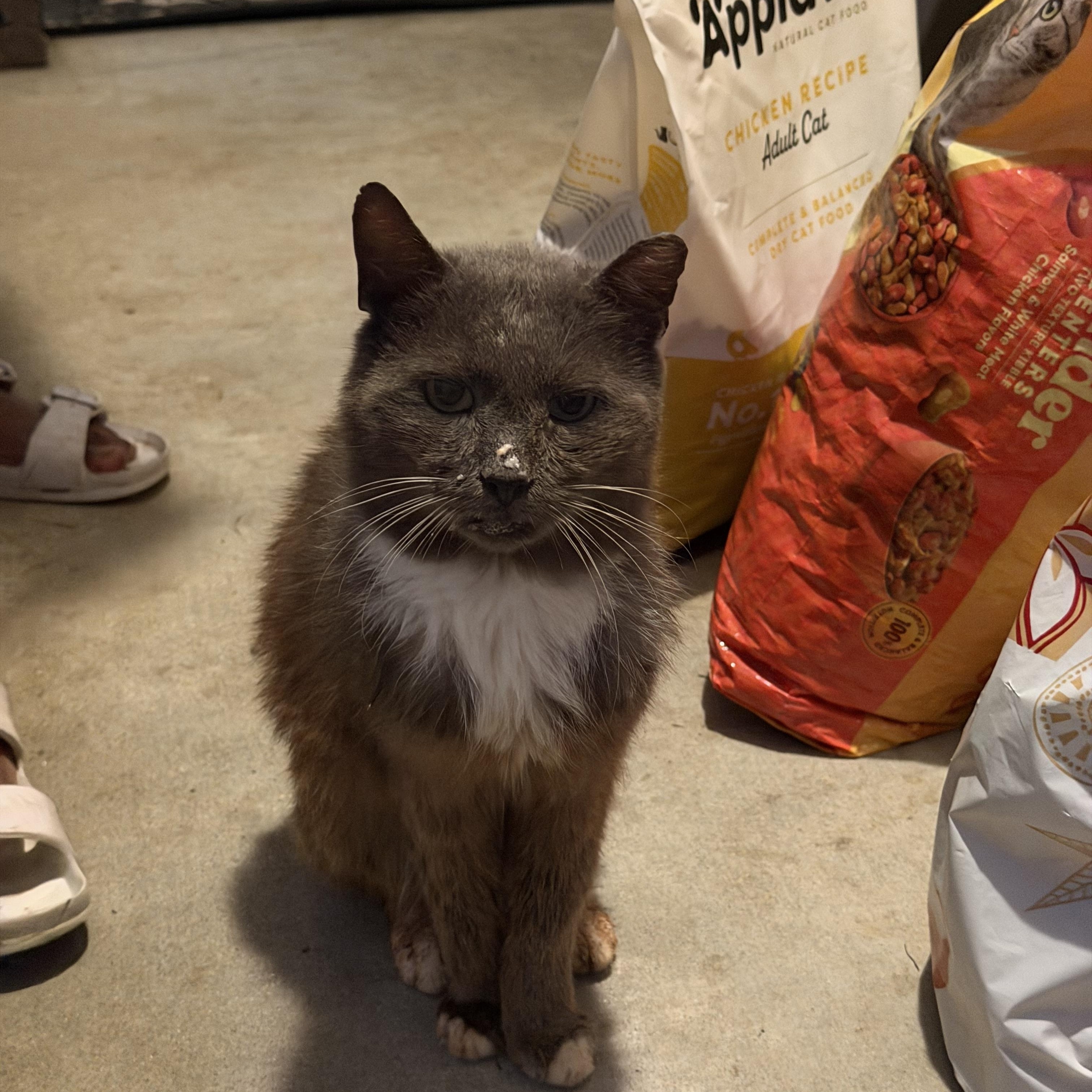 Enlarge Blue, a ADOPTABLE Domestic Medium Hair in Charlotte, NC image 1/2