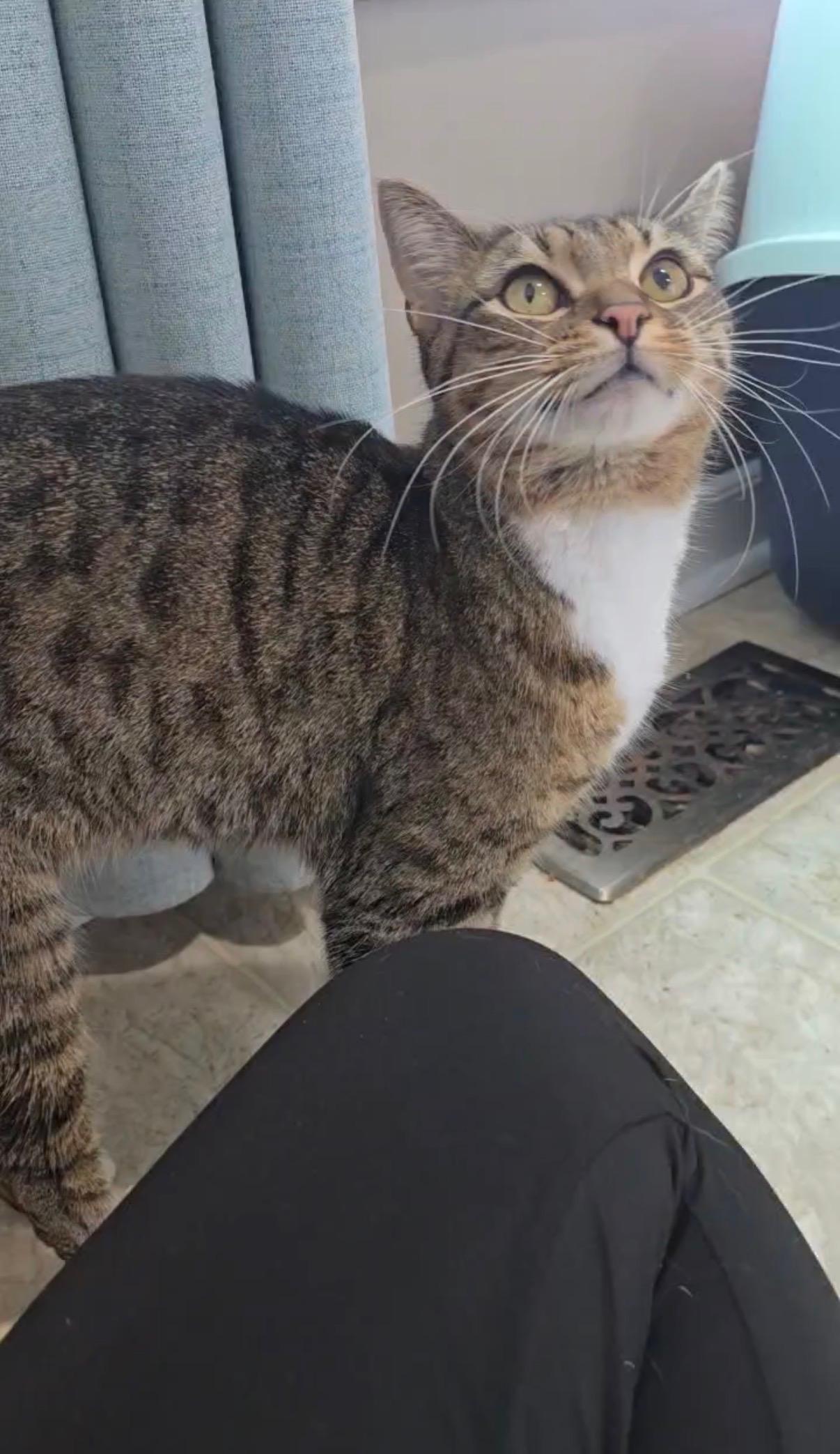 Enlarge Coco, an adopted Domestic Short Hair in Easley, SC image 4/4