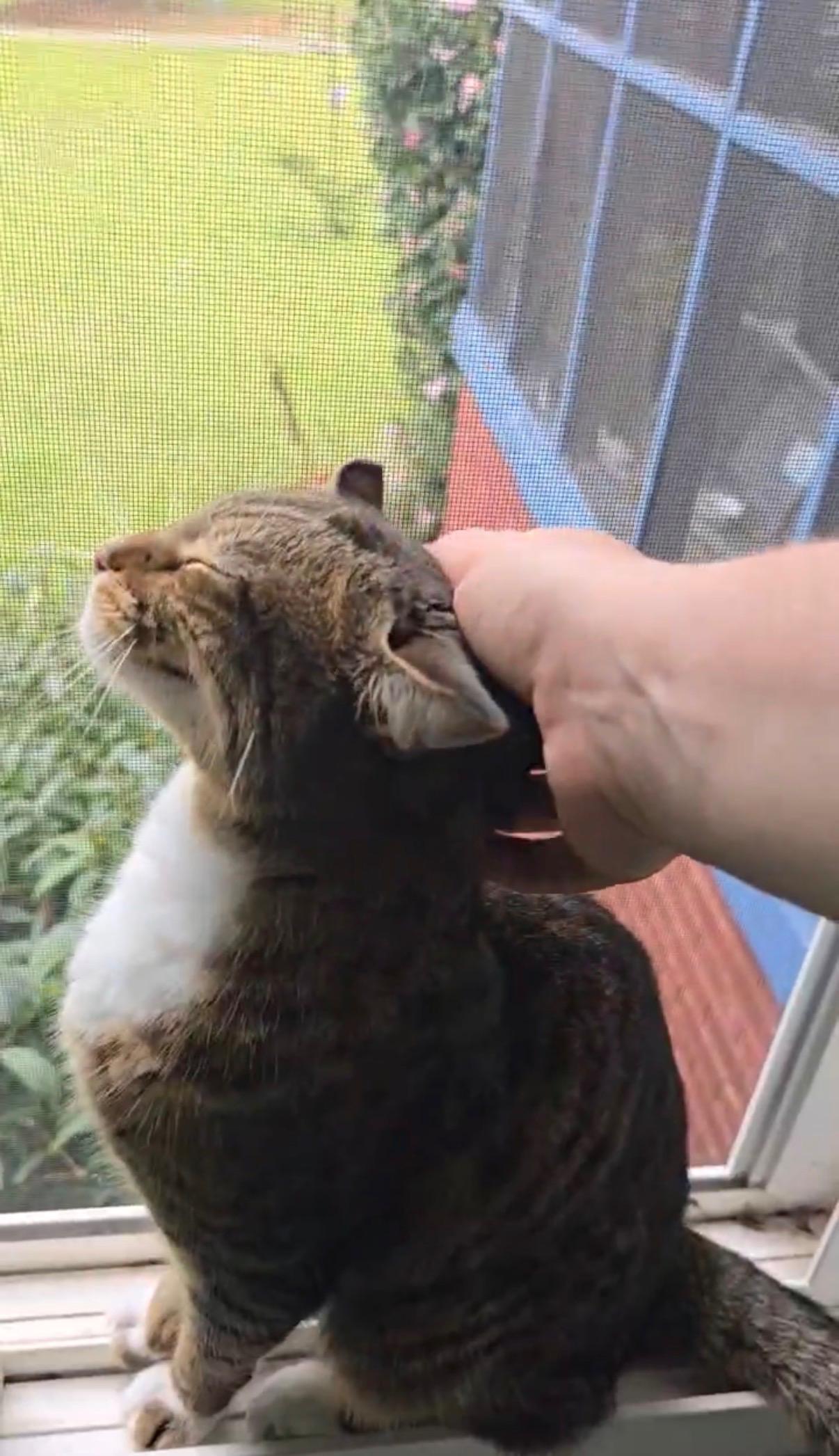 Enlarge Coco, an adopted Domestic Short Hair in Easley, SC image 2/4