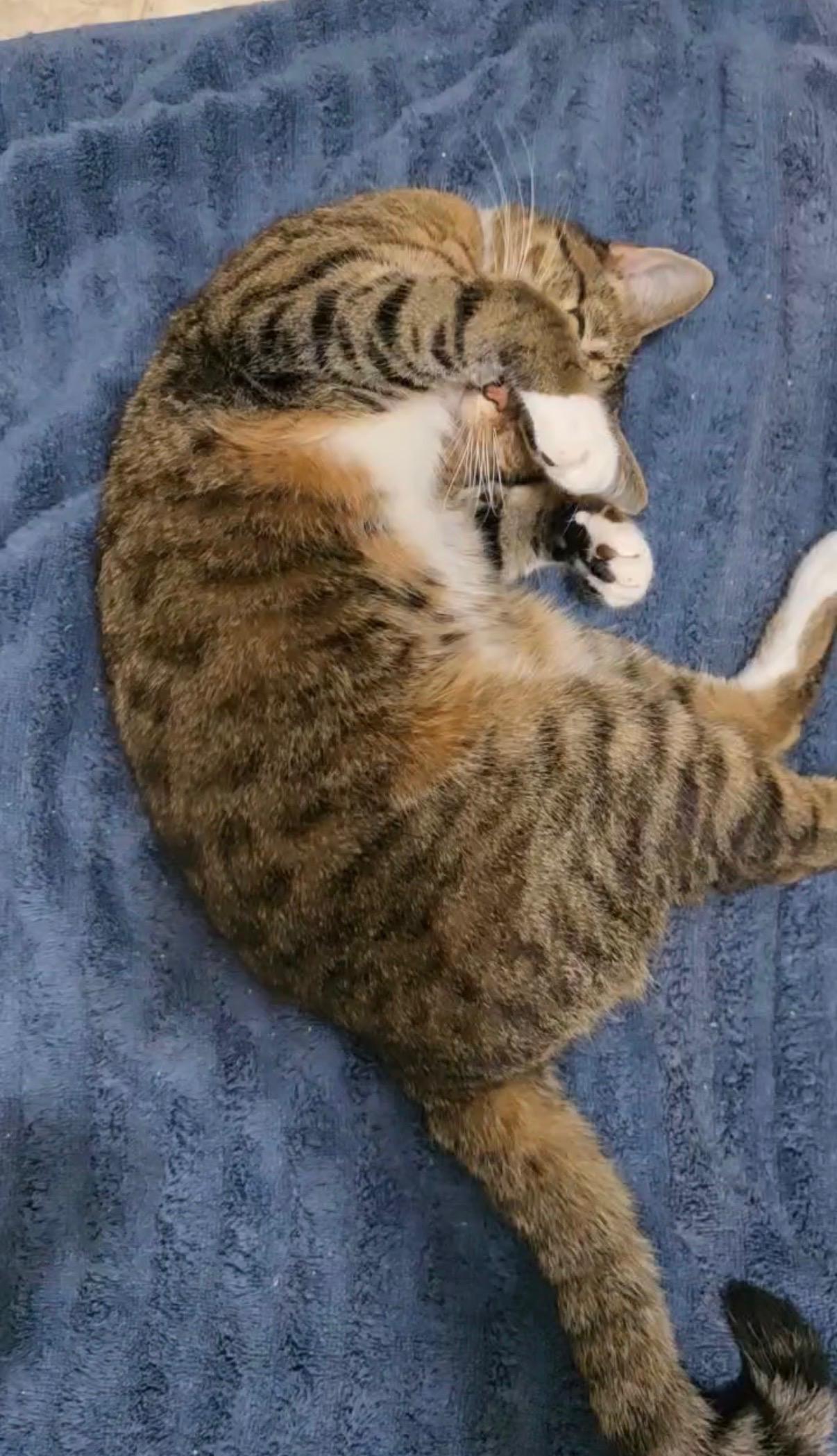 Enlarge Coco, an adopted Domestic Short Hair in Easley, SC image 3/4