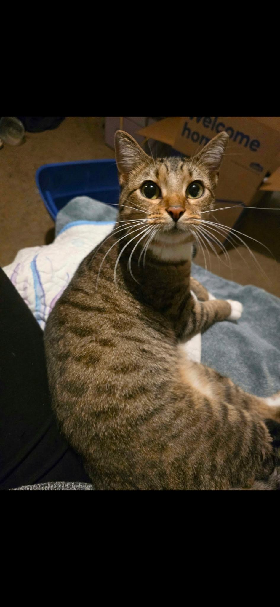 Coco, ADOPTABLE, Young Female Domestic Short Hair.