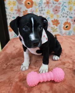 Enlarge Sapphire, a ADOPTABLE Pit Bull Terrier in Bucyrus, OH image 4/5