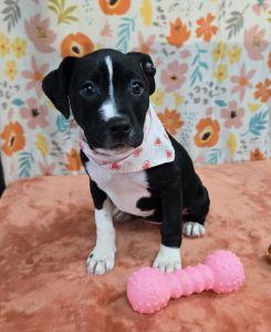 Enlarge Sapphire, a ADOPTABLE Pit Bull Terrier in Bucyrus, OH image 1/5
