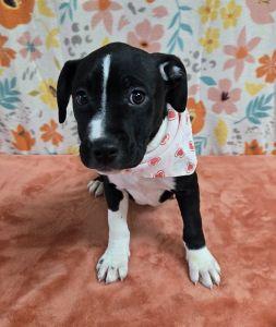 Enlarge Sapphire, a ADOPTABLE Pit Bull Terrier in Bucyrus, OH image 2/5