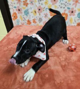 Enlarge Sapphire, a ADOPTABLE Pit Bull Terrier in Bucyrus, OH image 5/5
