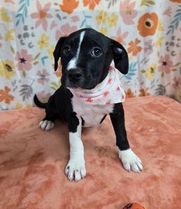 Enlarge Sapphire, a ADOPTABLE Pit Bull Terrier in Bucyrus, OH image 3/5