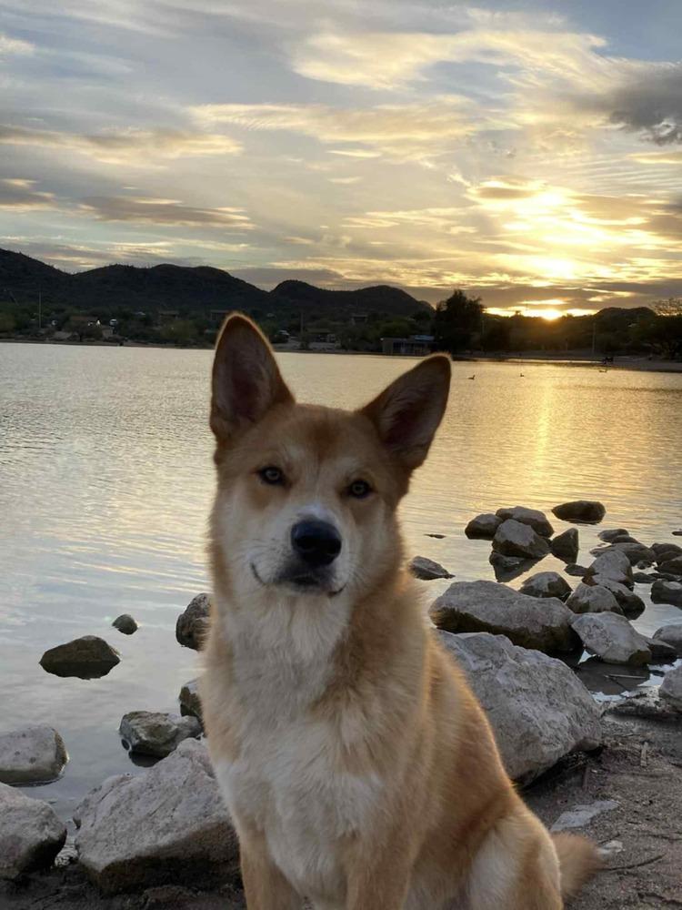 Enlarge Nae Nae, a ADOPTABLE Shepherd in TUCSON, AZ image 2/2