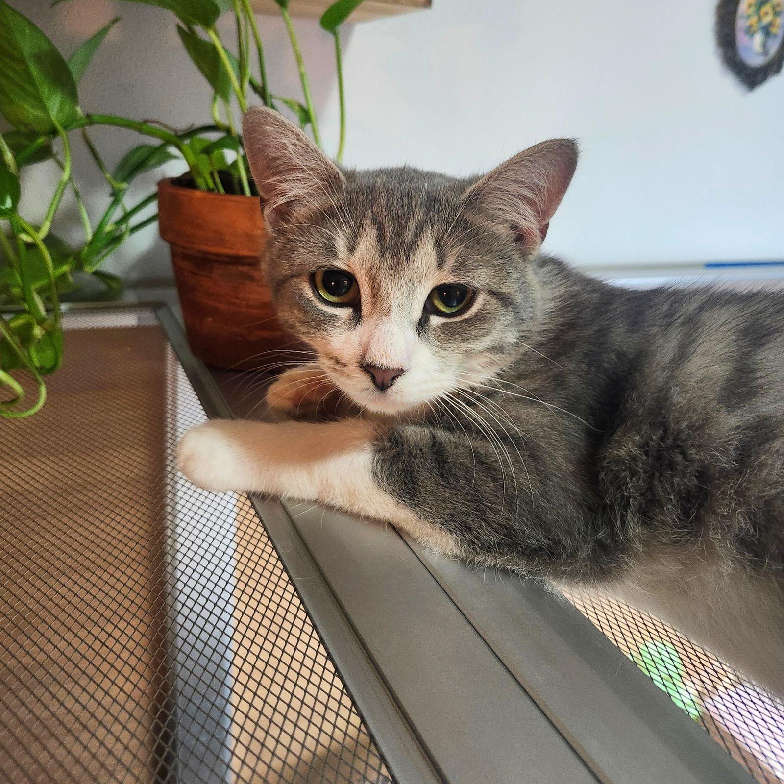 Snowy River & River Dance, Adoptable, Young Female Domestic Short Hair.