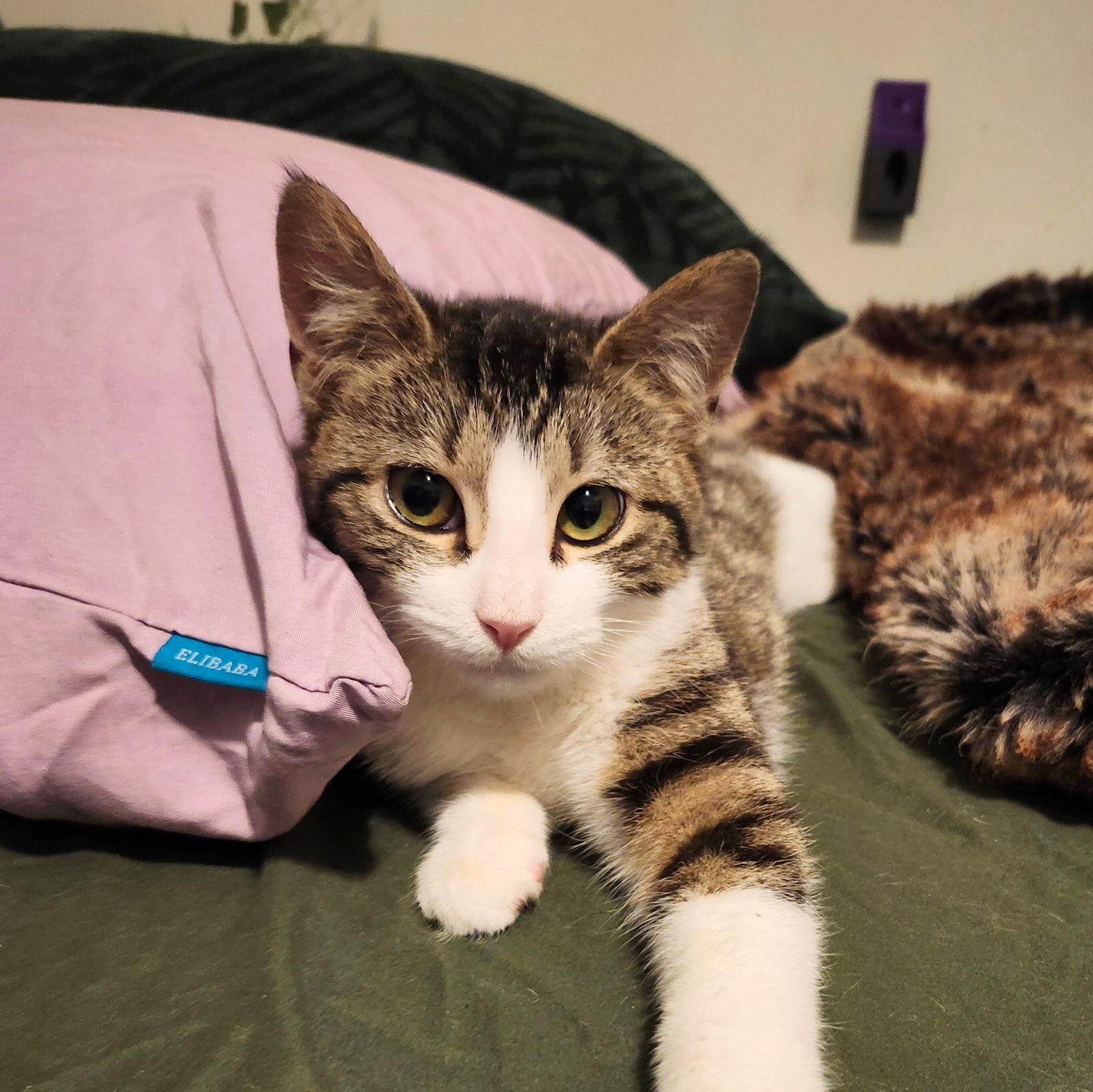 Enlarge Snowy River & River Dance, a Adoptable Domestic Short Hair in Brooklyn, NY image 2/3