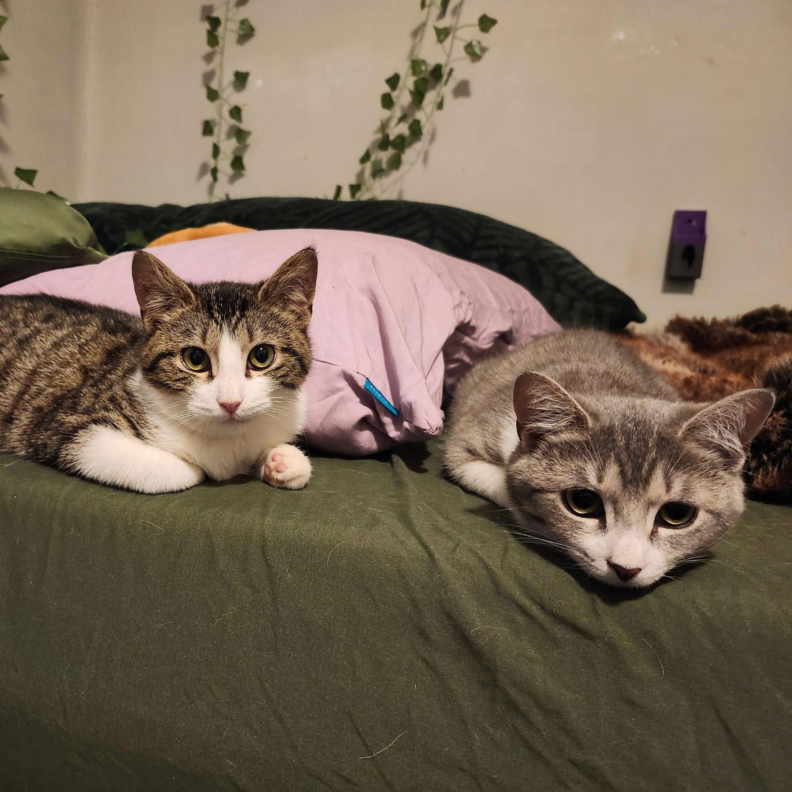 Enlarge Snowy River & River Dance, a Adoptable Domestic Short Hair in Brooklyn, NY image 3/3