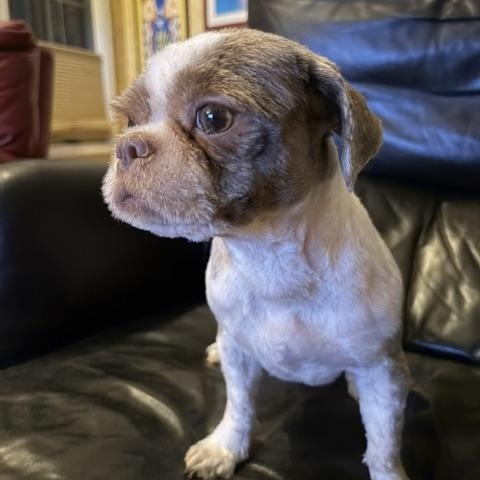 Enlarge Gidget, a Adopted Shih Tzu in Normal, IL image 2/4