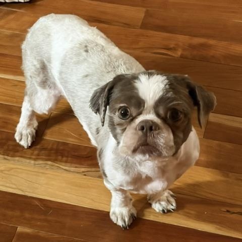 Enlarge Gidget, a Adopted Shih Tzu in Normal, IL image 3/4