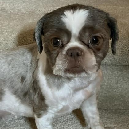 Gidget, Adoptable, Young Female Shih Tzu.
