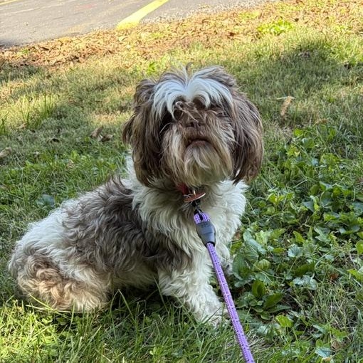 Enlarge Gidget, a Adopted Shih Tzu in Normal, IL image 4/4