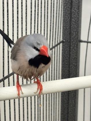 Russet, Adoptable, Young Unknown Finch & Finch.