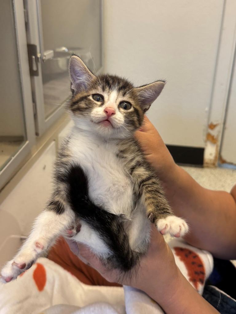 Pinto, Adopted, Young Male Domestic Short Hair.