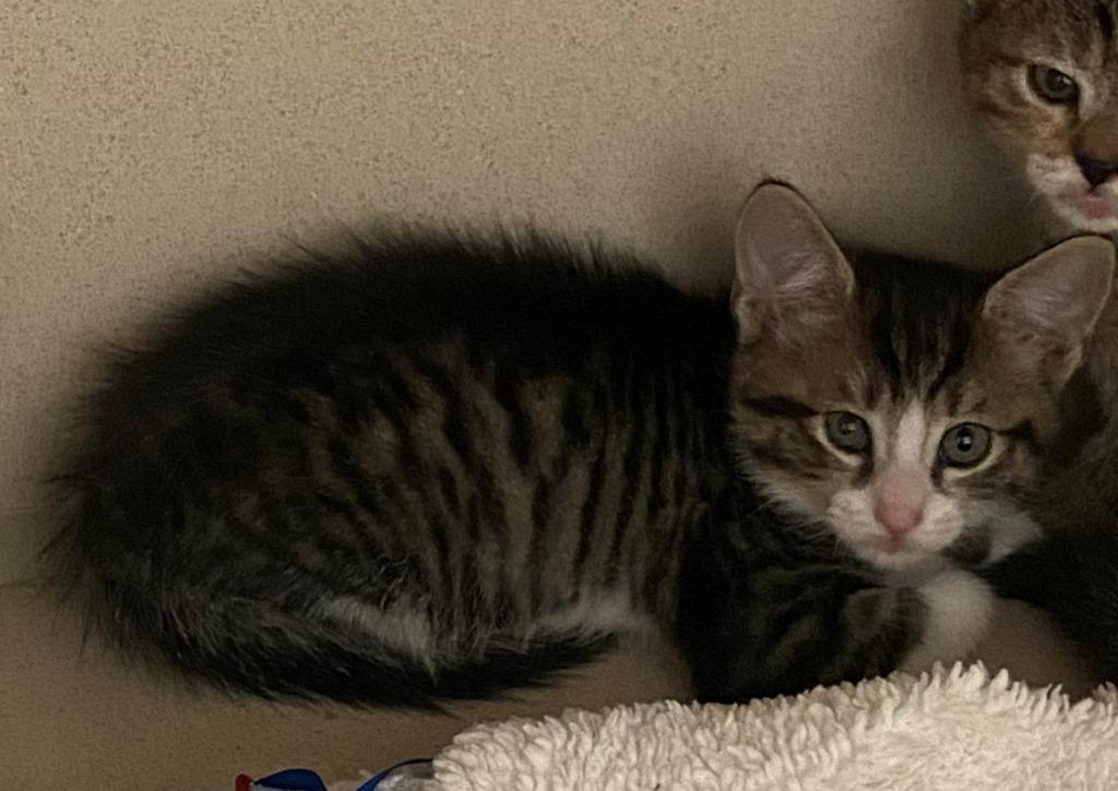 Enlarge Pinto, a Adopted mixed breed in Chino Valley, AZ image 2/3