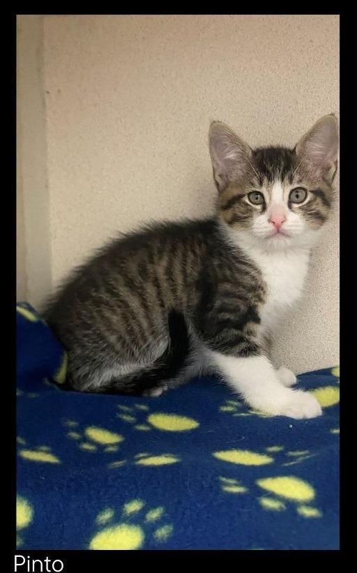 Enlarge Pinto, a Adopted mixed breed in Chino Valley, AZ image 3/3