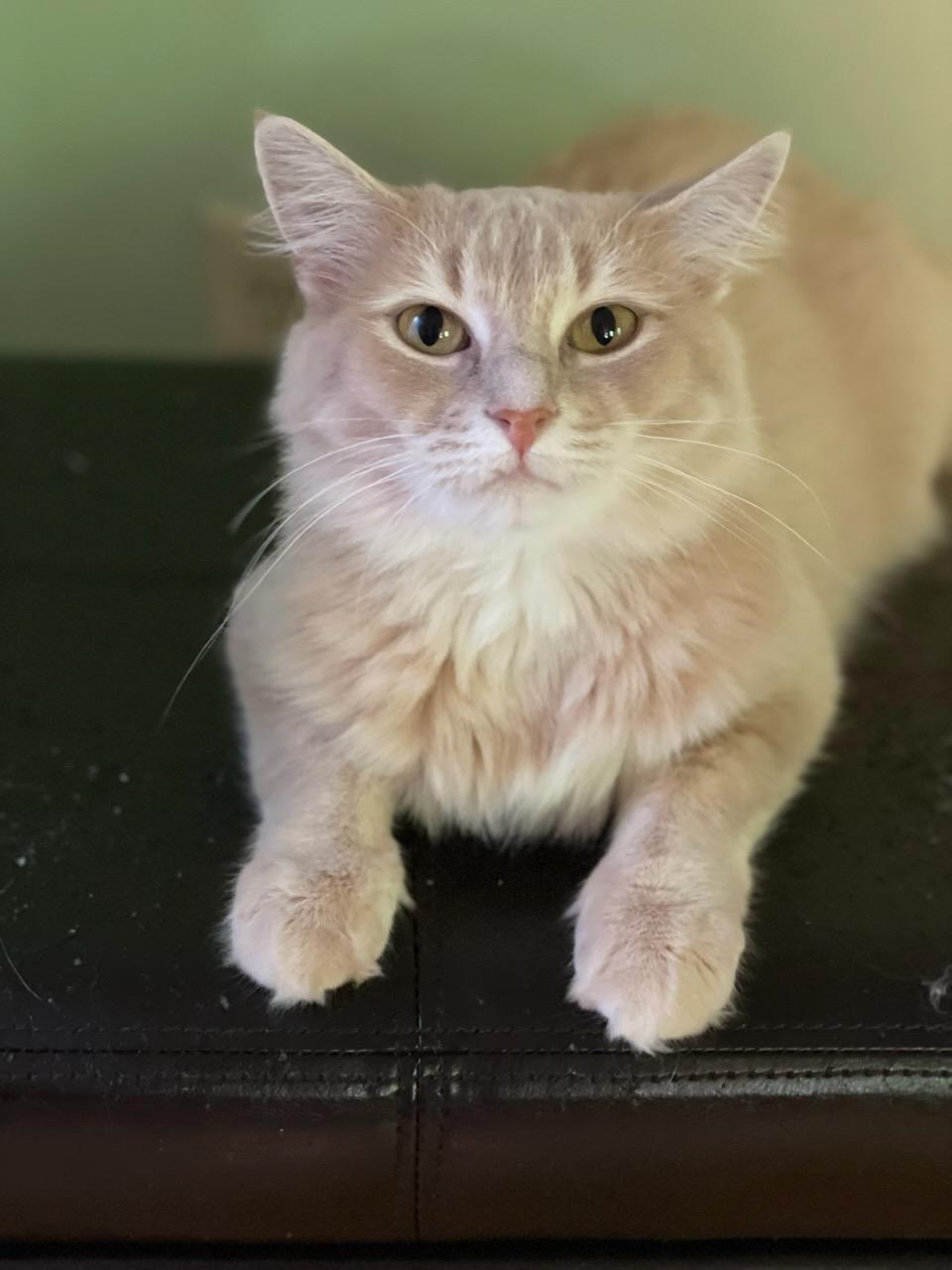 Callie, Adoptable, Adult Female Domestic Medium Hair.