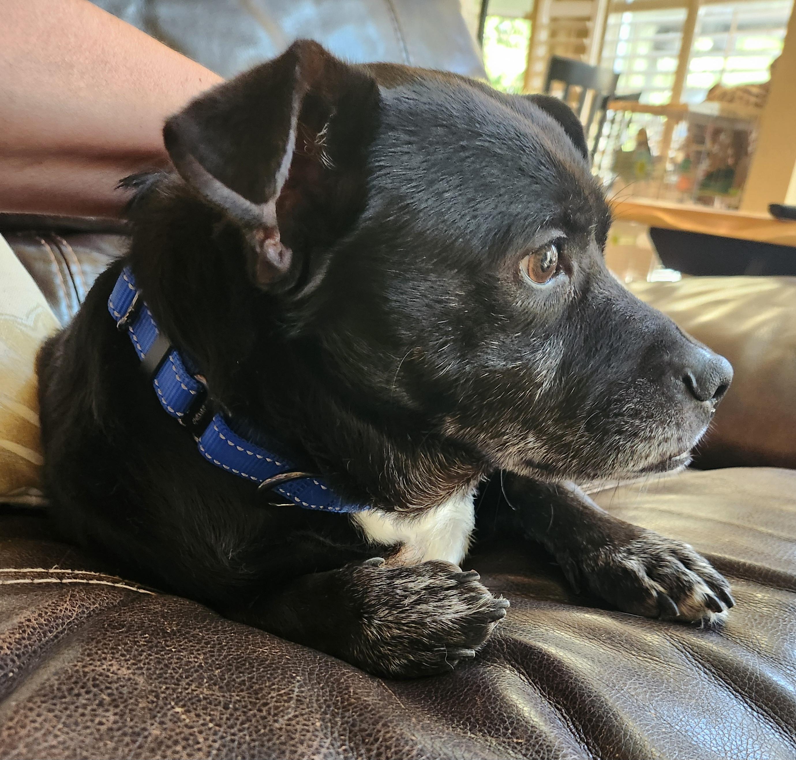 Enlarge Morrison - Sweet little Low-Rider with Outrageous Underbite!!, a Adoptable mixed breed in Buford, GA image 5/6