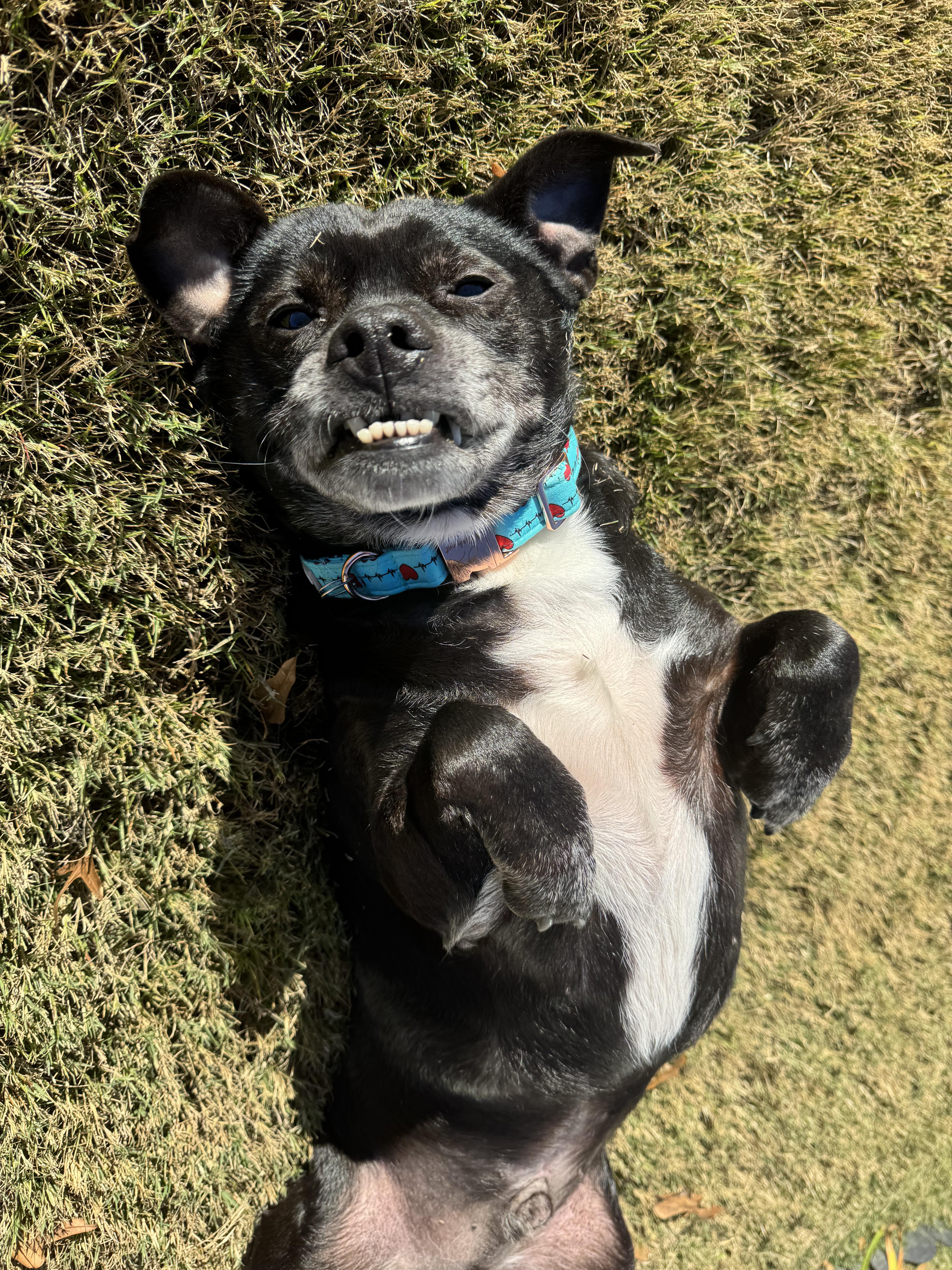 Morrison - Sweet little Low-Rider with Outrageous Underbite!!, Adoptable, Adult Male Dachshund & Terrier.