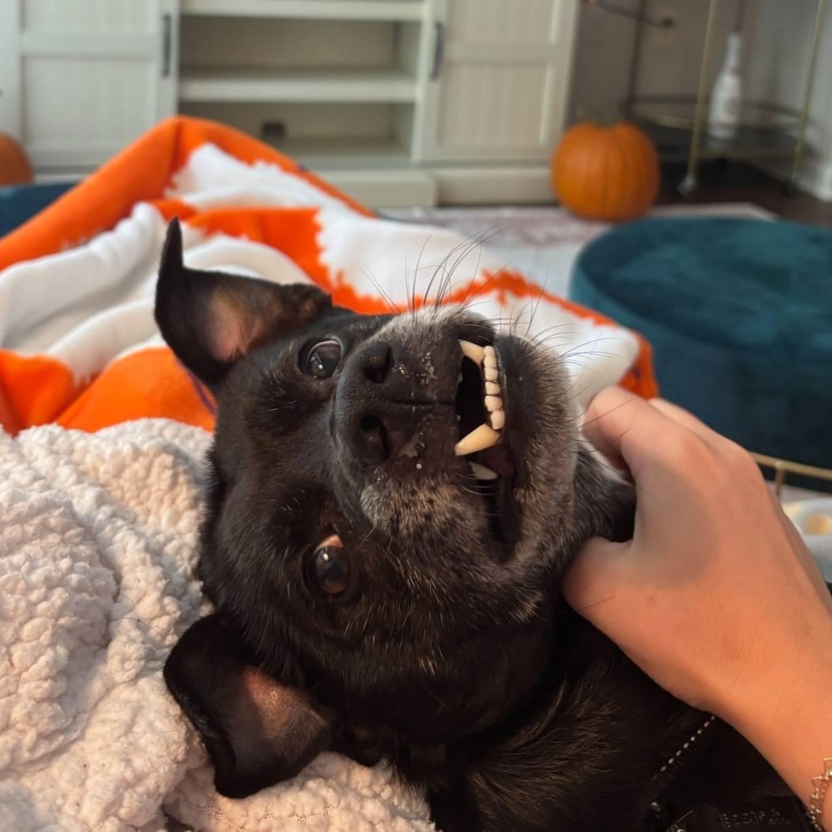 Morrison  Sweet Little thumbnail 3