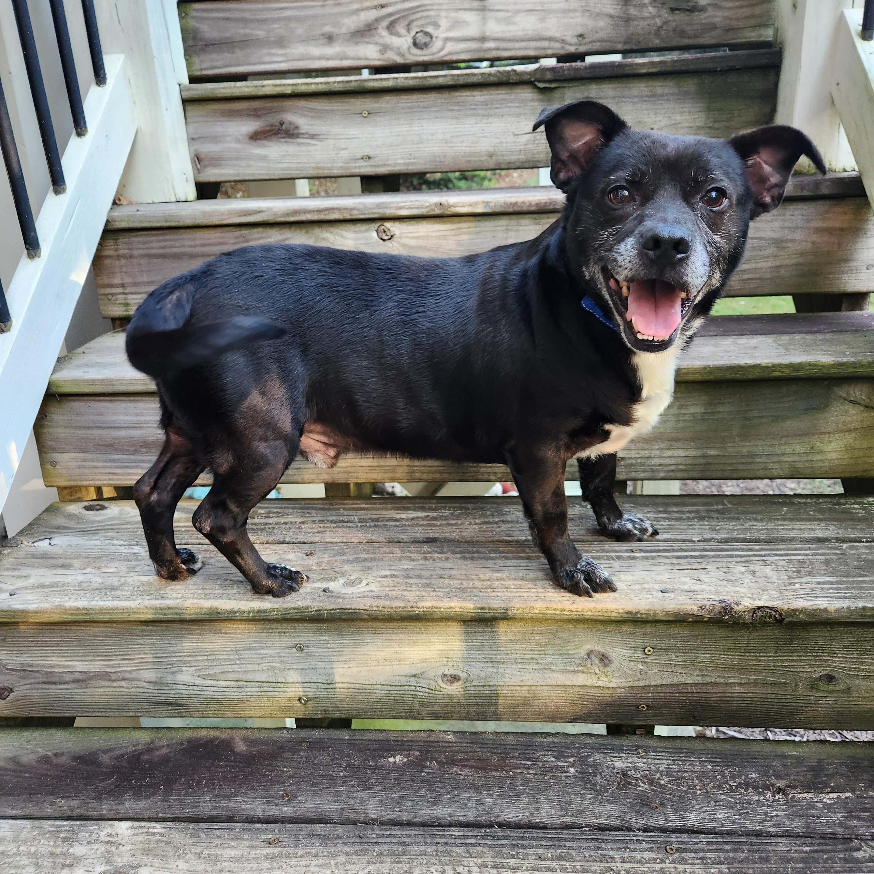 Enlarge Morrison - Sweet little Low-Rider with Outrageous Underbite!!, a Adoptable mixed breed in Buford, GA image 4/6