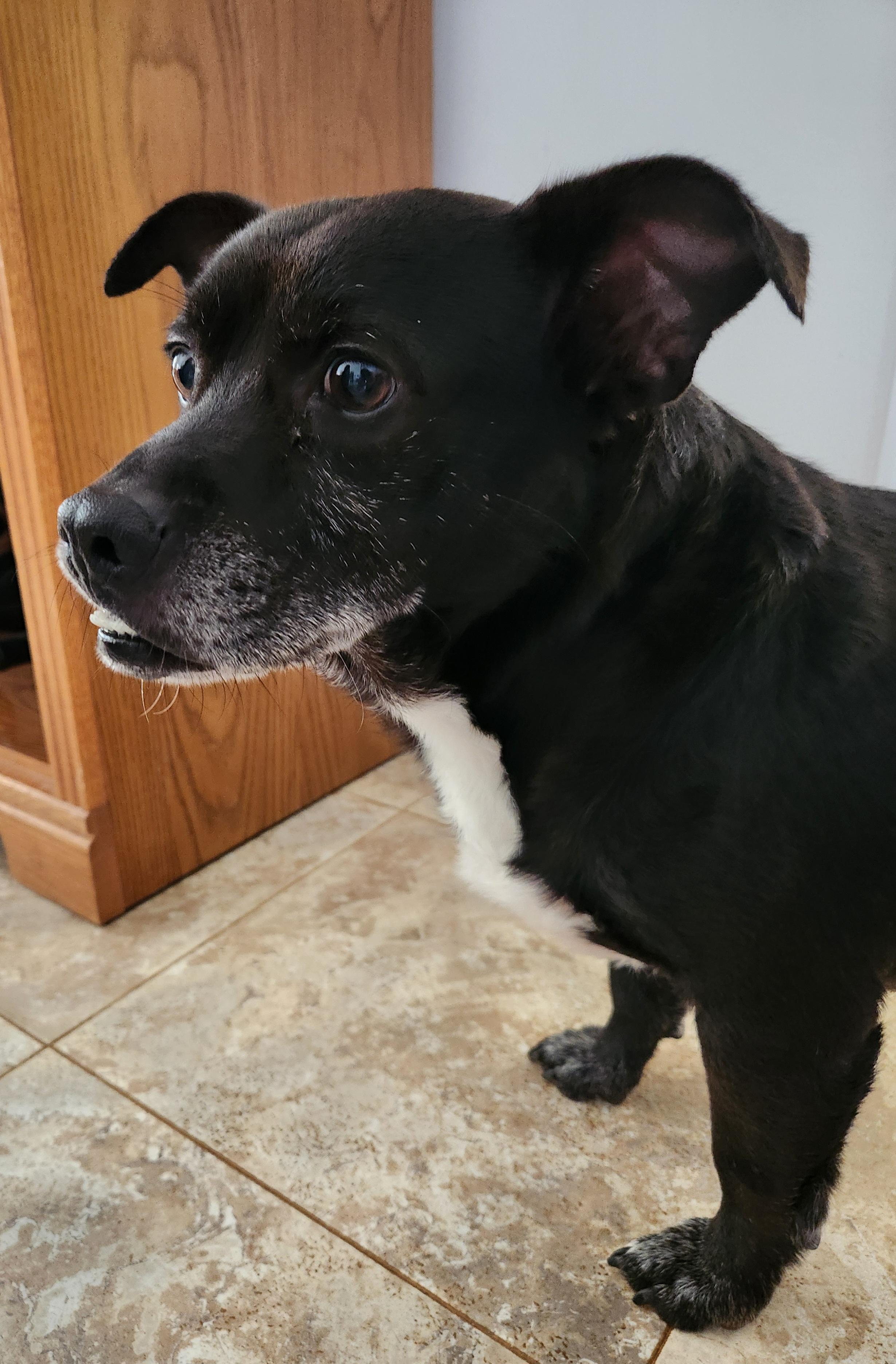 Enlarge Morrison - Sweet little Low-Rider with Outrageous Underbite!!, a Adoptable mixed breed in Buford, GA image 6/6