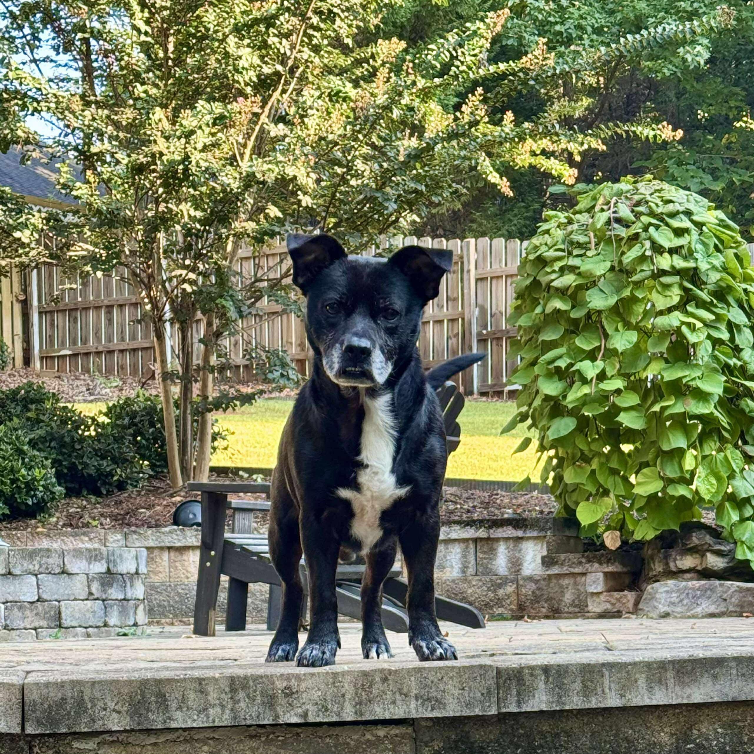 Enlarge Morrison - Sweet little Low-Rider with Outrageous Underbite!!, a Adoptable mixed breed in Buford, GA image 2/6