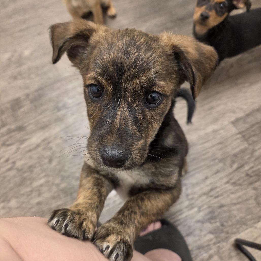 Cody Rhodes, Adoptable, Puppy Male Chihuahua.