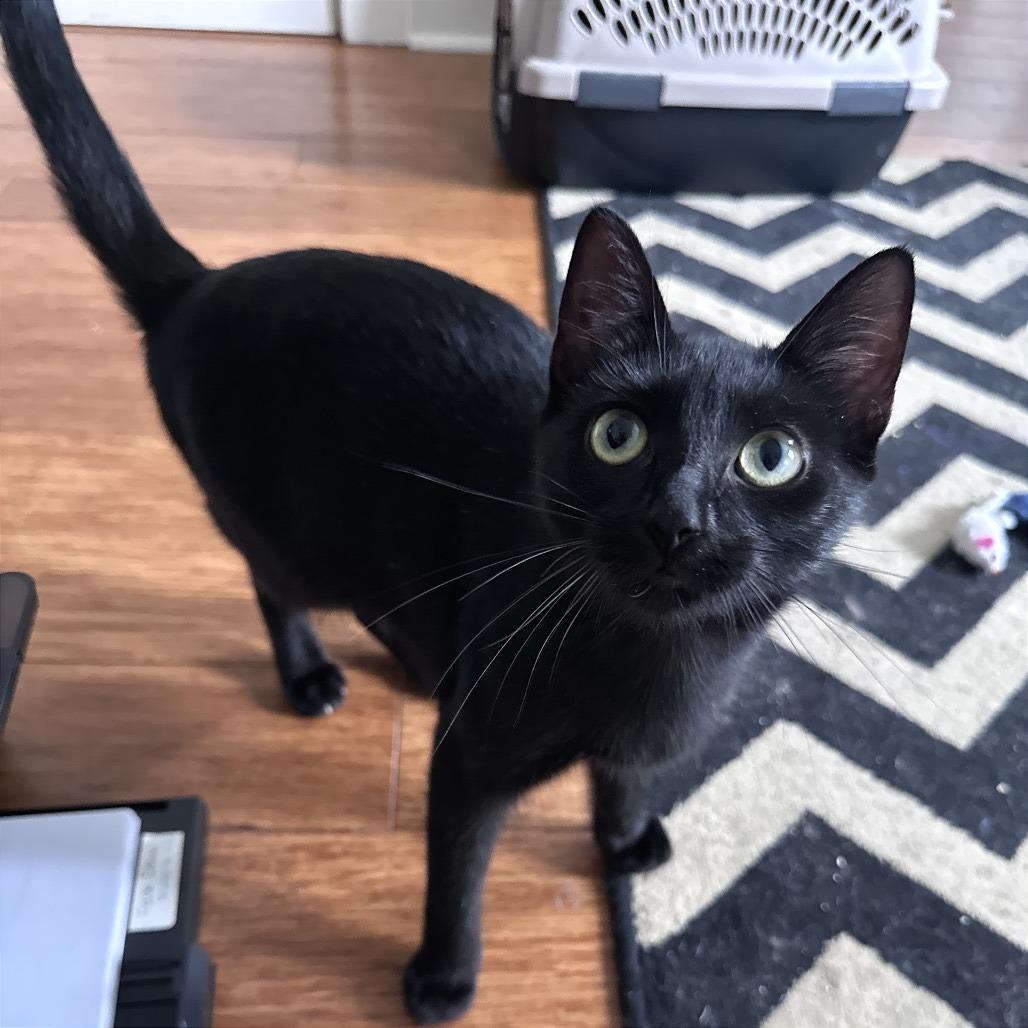 Indy, Adoptable, Young Female Domestic Short Hair.