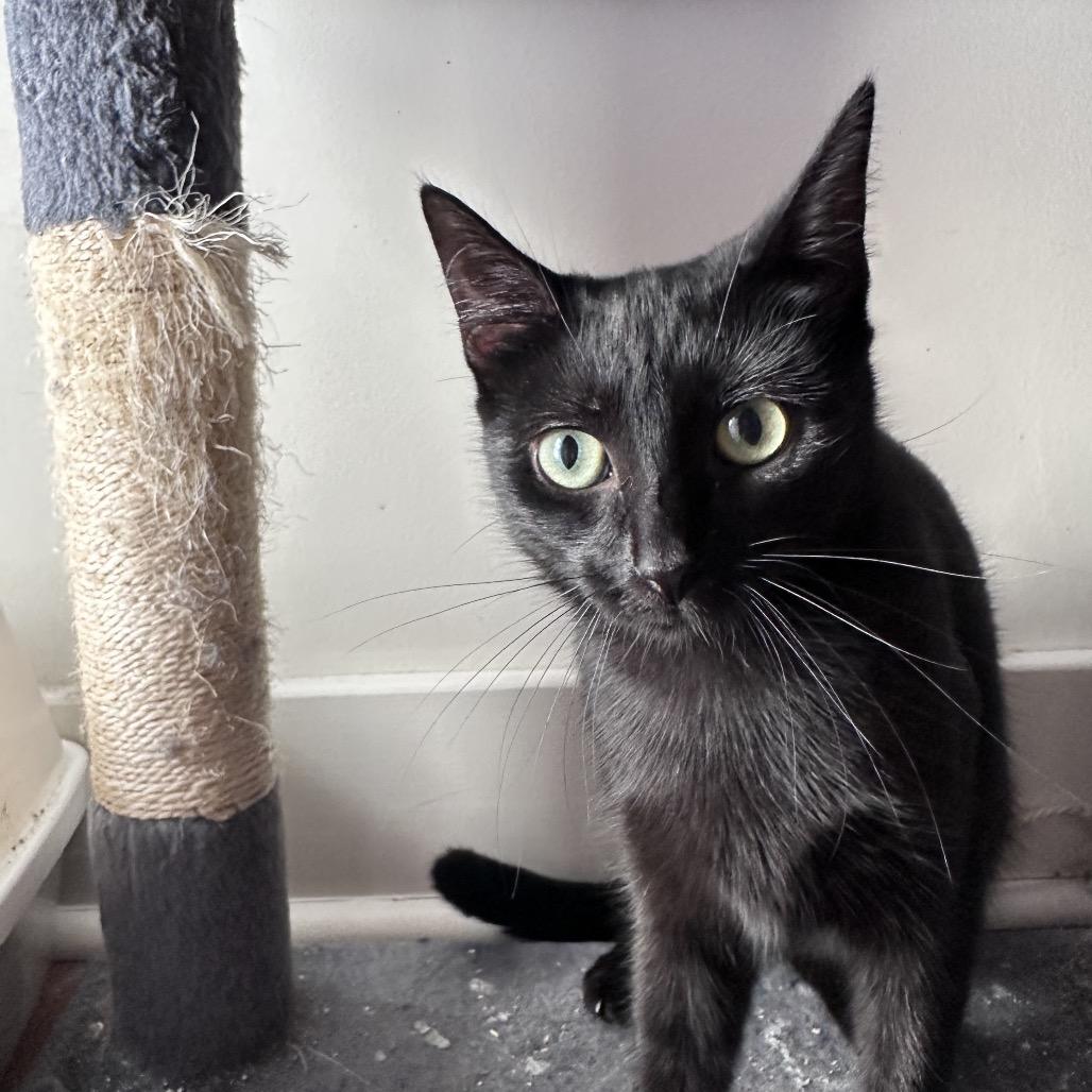 Enlarge Indy, a Adoptable Domestic Short Hair in Gibsonia, PA image 2/6
