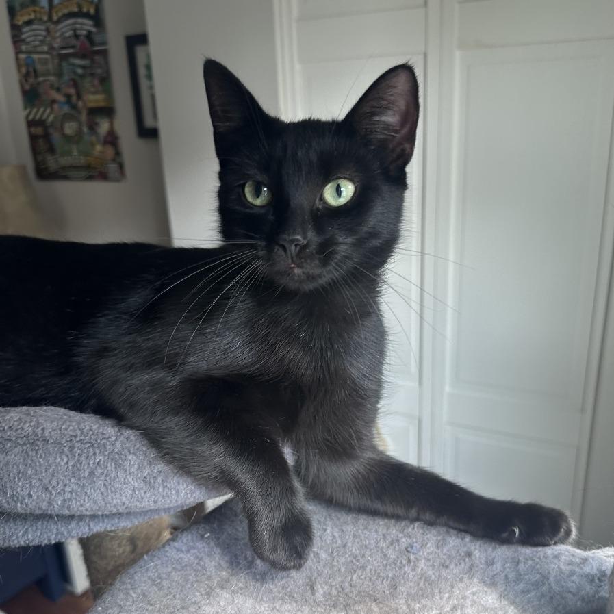 Enlarge Indy, a Adoptable Domestic Short Hair in Gibsonia, PA image 3/6