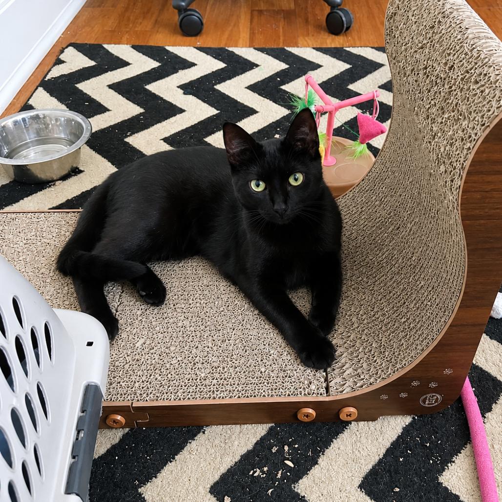 Enlarge Indy, a Adoptable Domestic Short Hair in Gibsonia, PA image 5/6