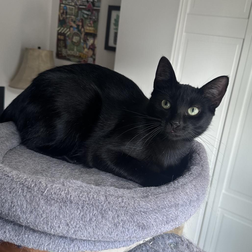 Enlarge Indy, a Adoptable Domestic Short Hair in Gibsonia, PA image 6/6