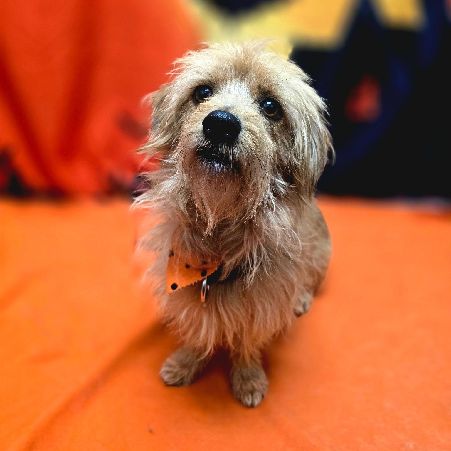 Ozzie, ADOPTABLE, Adult Male Cairn Terrier & Chihuahua.
