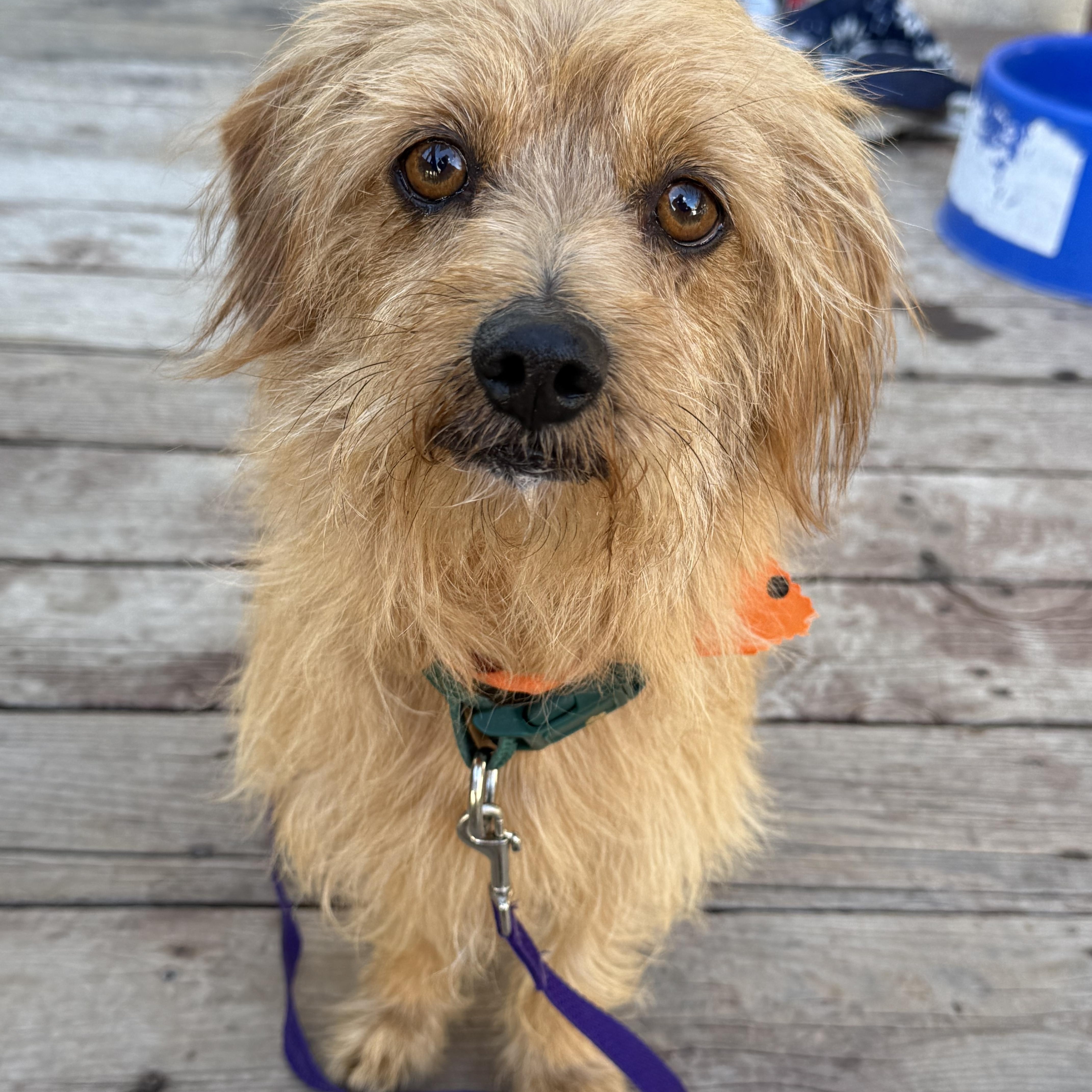 Enlarge Ozzie, a ADOPTABLE mixed breed in West Valley, UT image 4/5