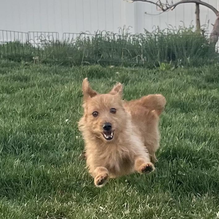 Ozzie, ADOPTABLE, Adult Male Cairn Terrier & Chihuahua.