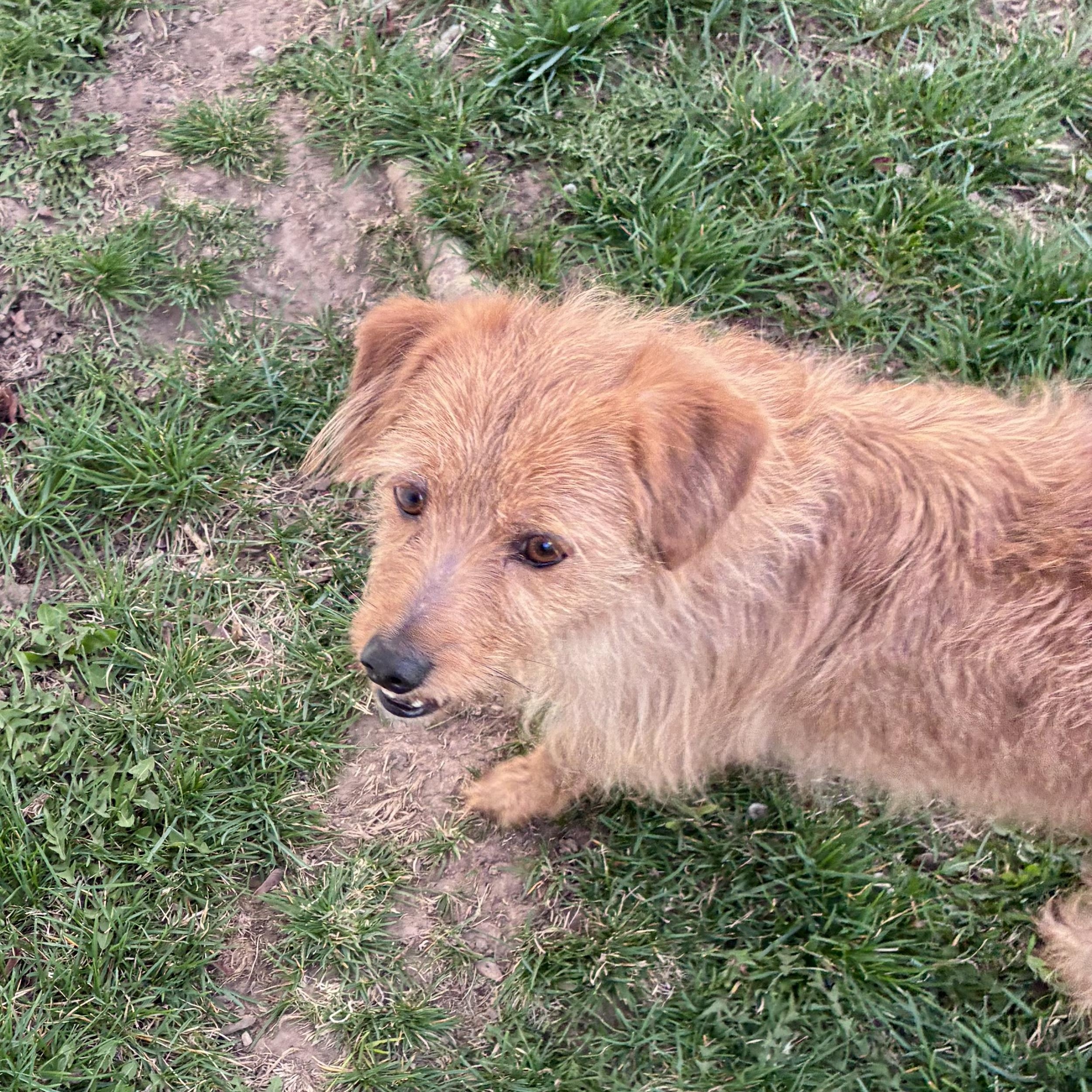 Enlarge Ozzie, a ADOPTABLE mixed breed in West Valley, UT image 5/5