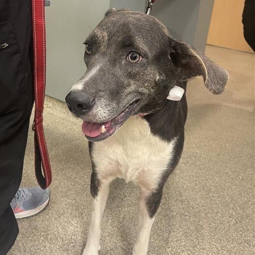 Winter, Adoptable, Adult Female Mixed Breed.