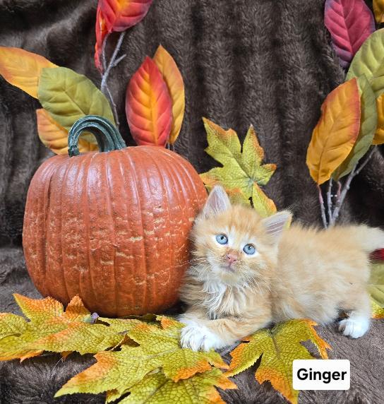 Enlarge Ginger, a Adopted Domestic Long Hair in Mount Carmel, IL image 1/1