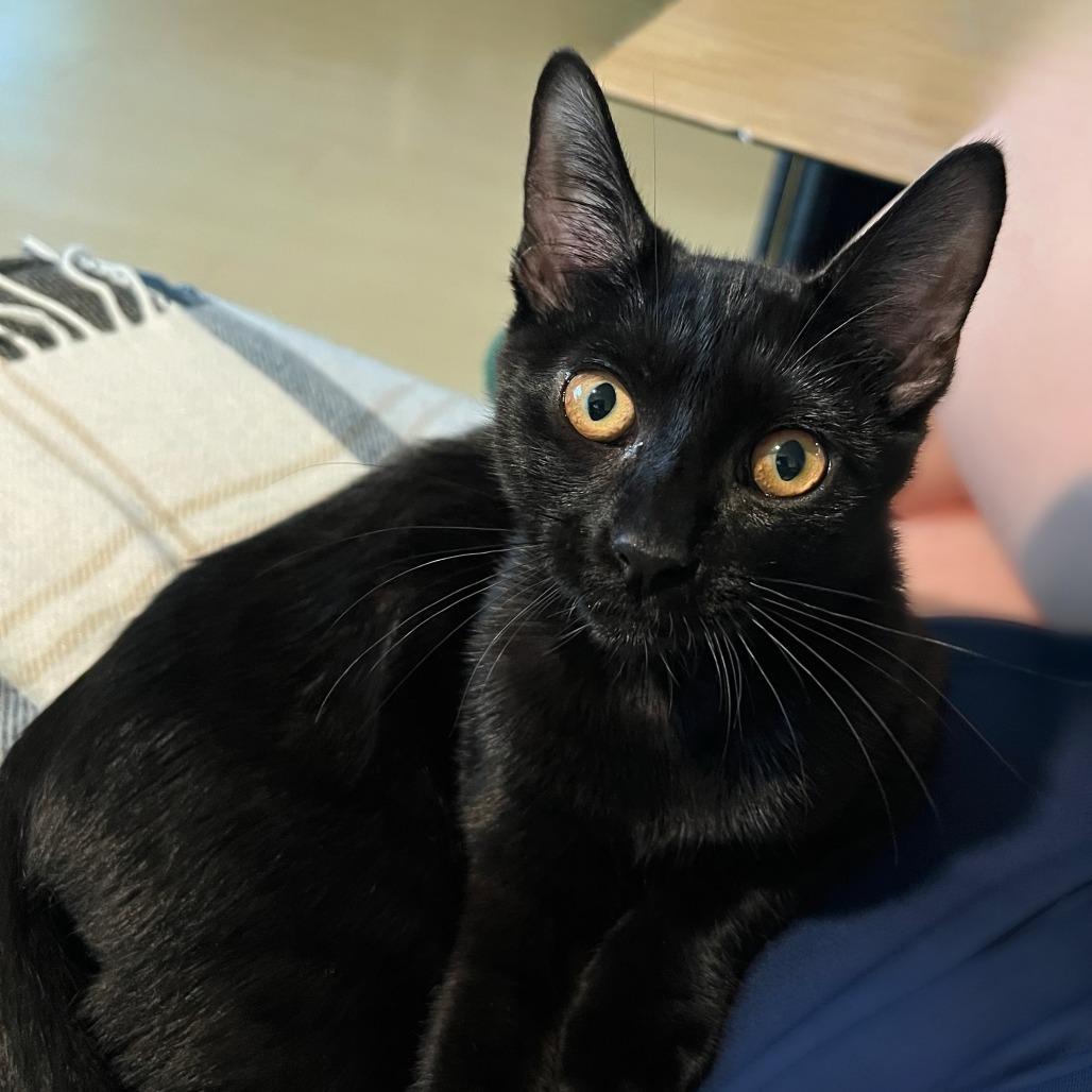 Moon — thumbnail 2