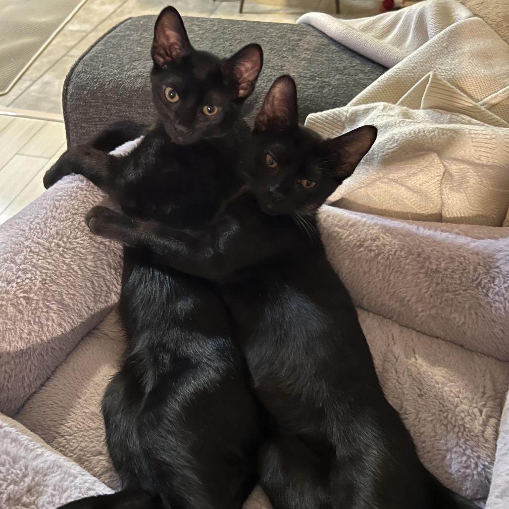 Moon — thumbnail 3