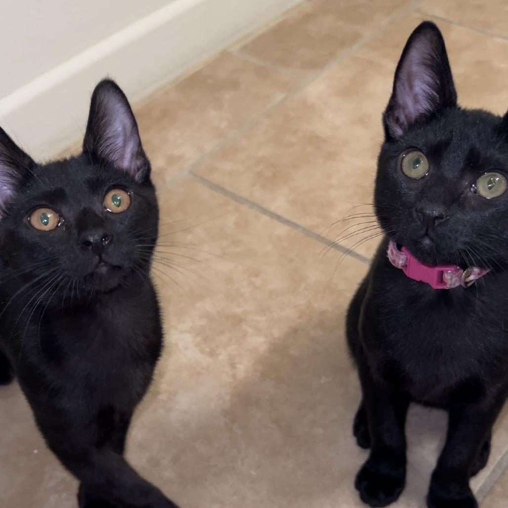 Moon — thumbnail 4