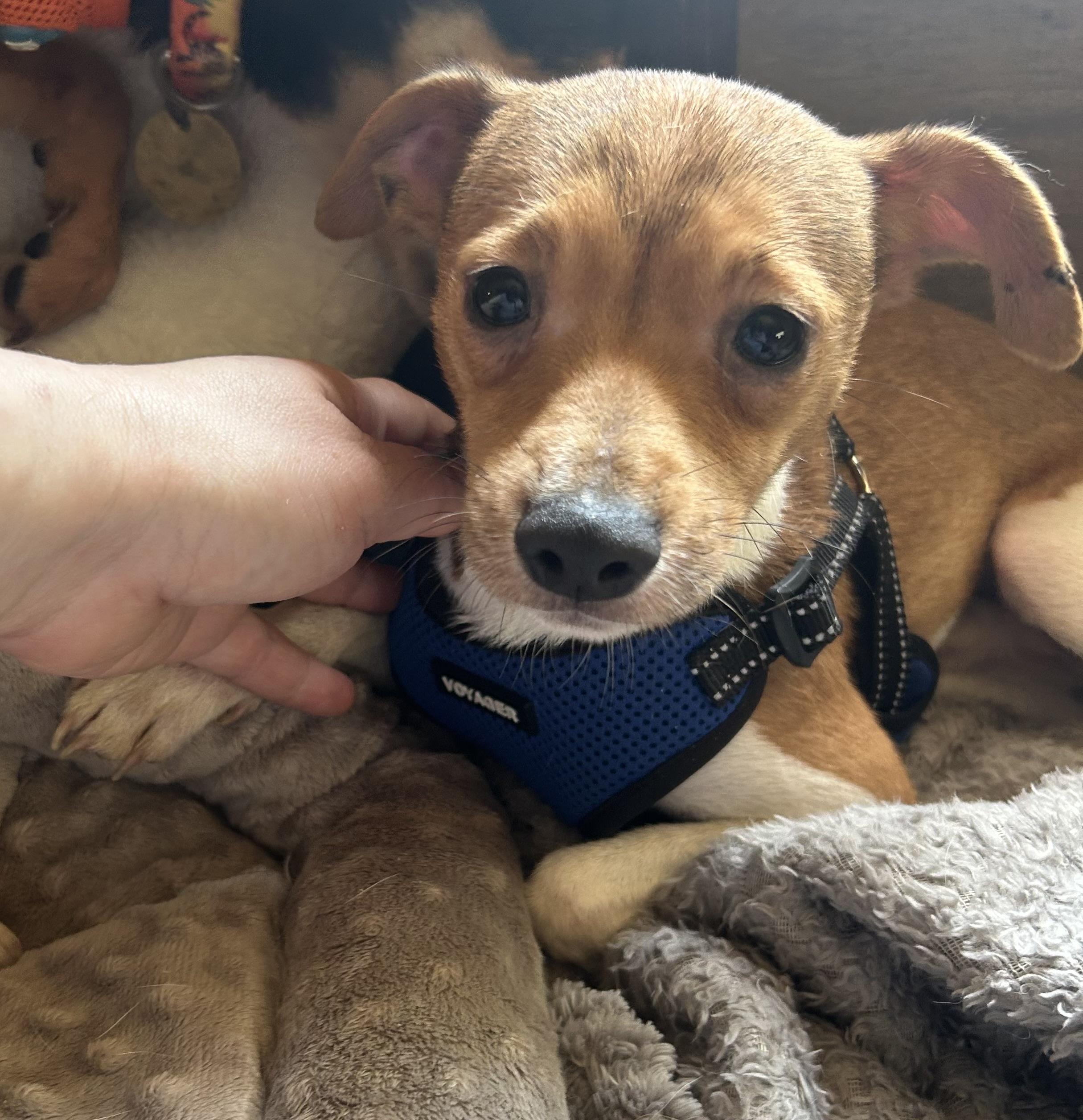 Kurt, ADOPTABLE, Young Male Jack Russell Terrier & Italian Greyhound.