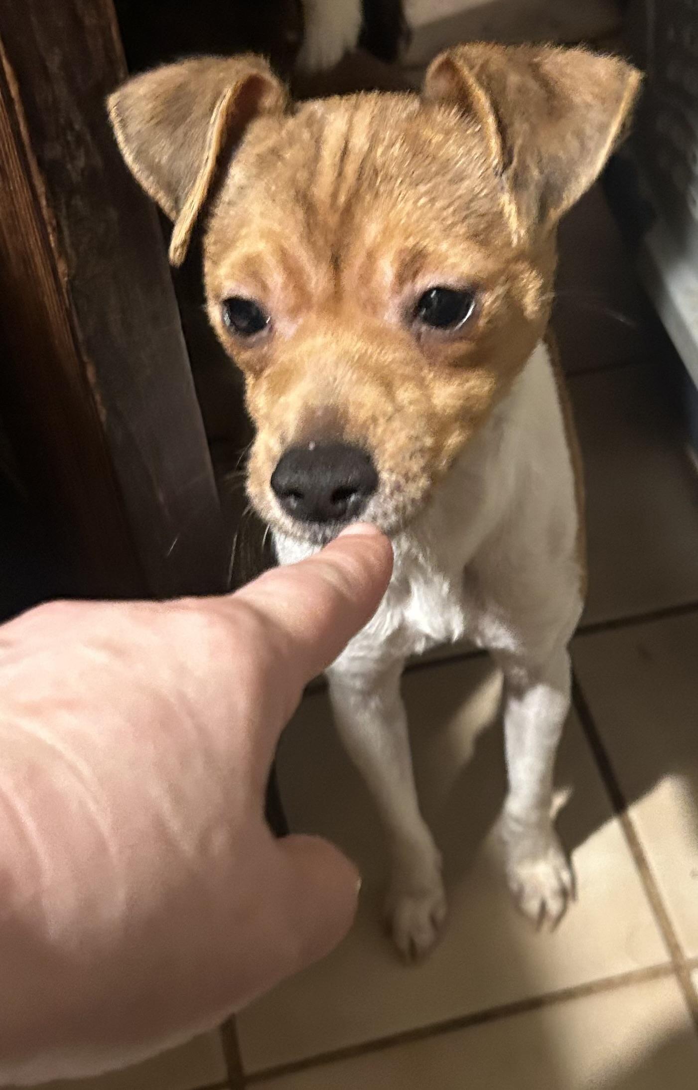 Kurt, a ADOPTABLE mixed breed in Oak Ridge, NJ image 5/5