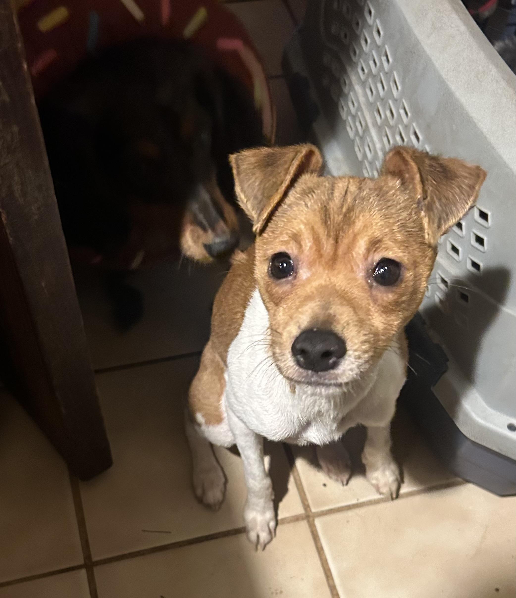 Kurt, a ADOPTABLE mixed breed in Oak Ridge, NJ image 3/5