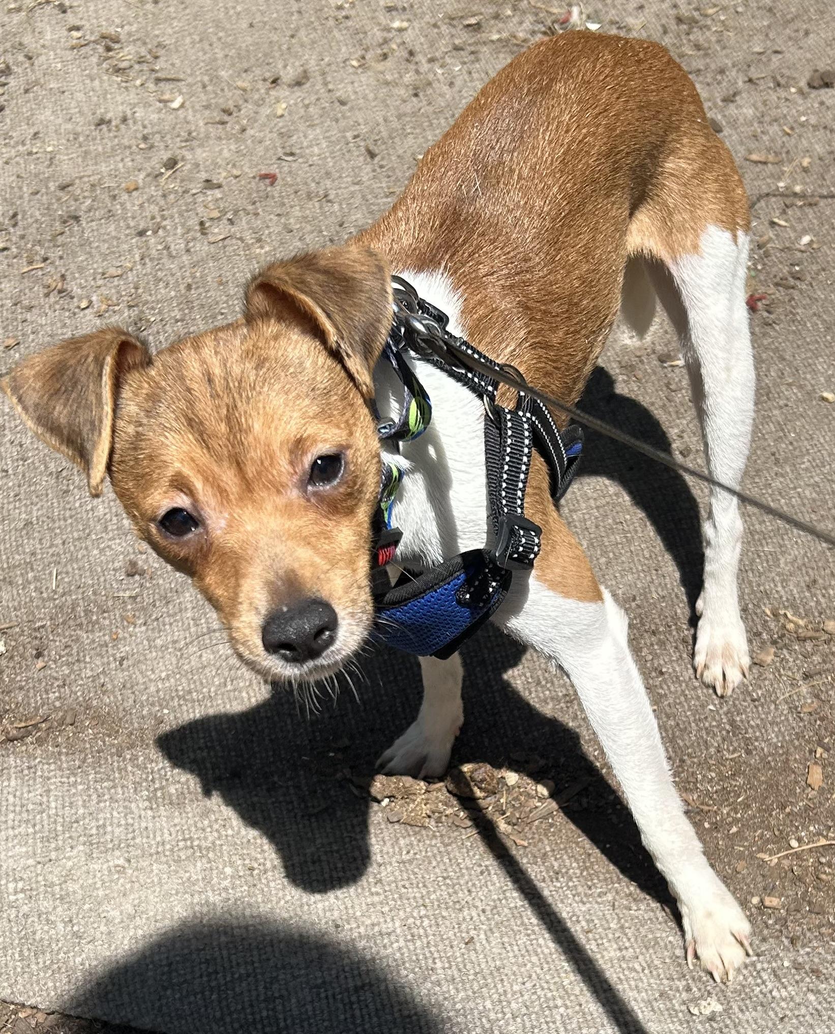 Kurt, a ADOPTABLE mixed breed in Oak Ridge, NJ image 4/5