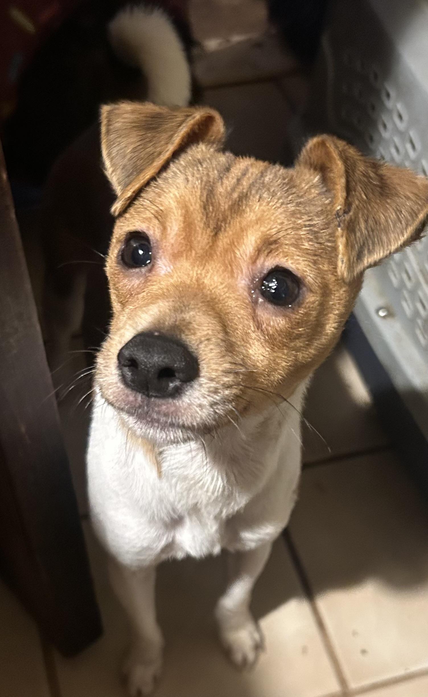 Kurt, a ADOPTABLE mixed breed in Oak Ridge, NJ image 2/5