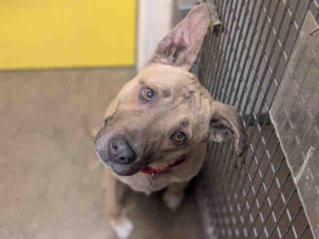 WINONA, Adoptable, Adult Female Pit Bull Terrier & Mixed Breed.